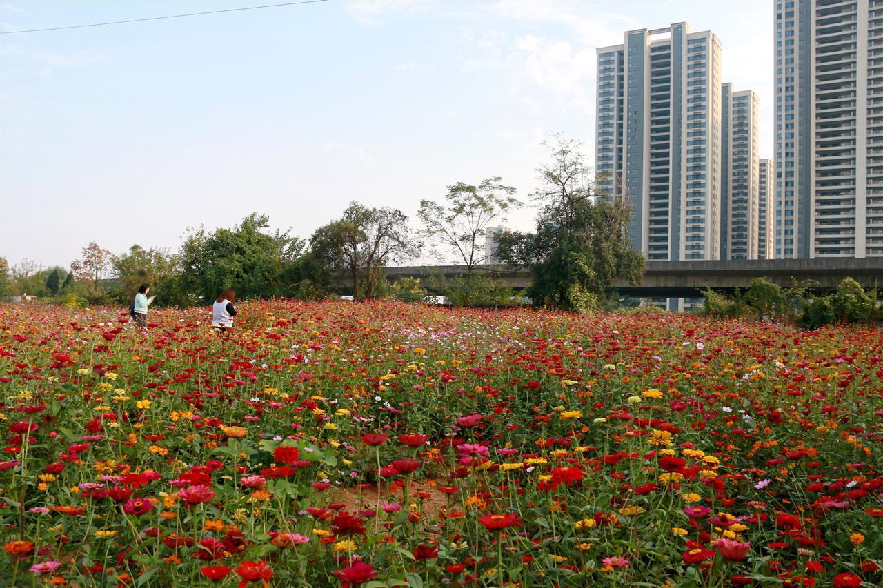 青山区一荒地变花海2.jpg