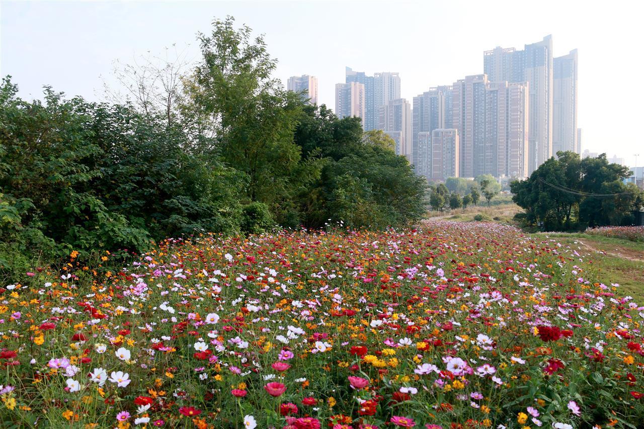 青山区一荒地变花海4.jpg