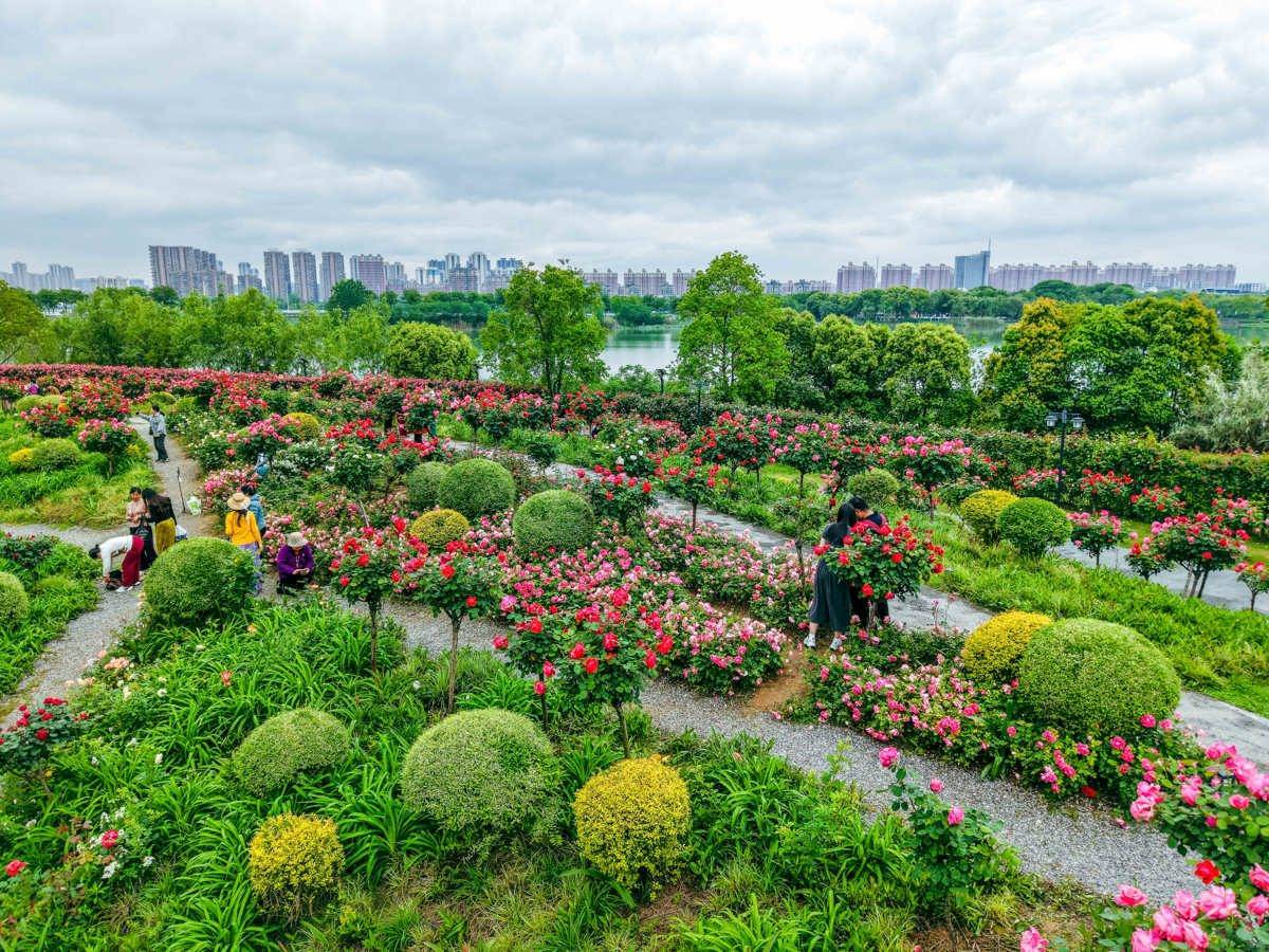 武汉金银湖月季花园5万株月季竞相开放 市民游客穿梭月季花海打卡乐享春光(图2)