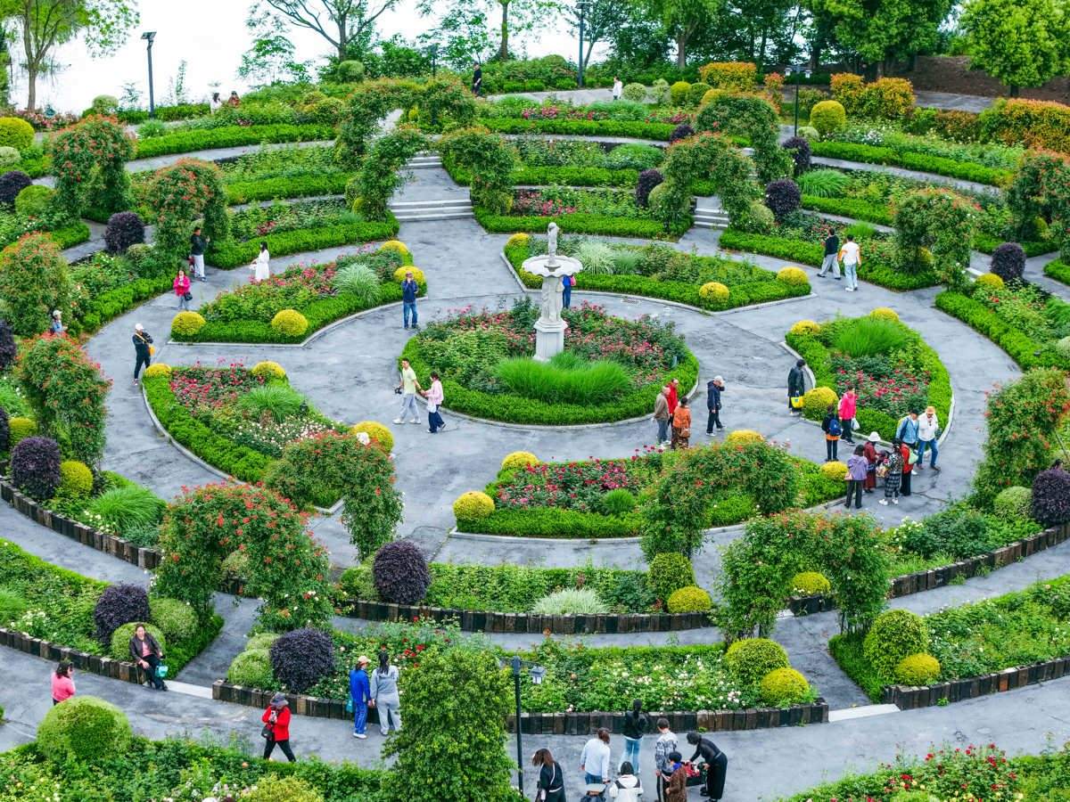 武汉金银湖月季花园5万株月季竞相开放 市民游客穿梭月季花海打卡乐享春光(图1)