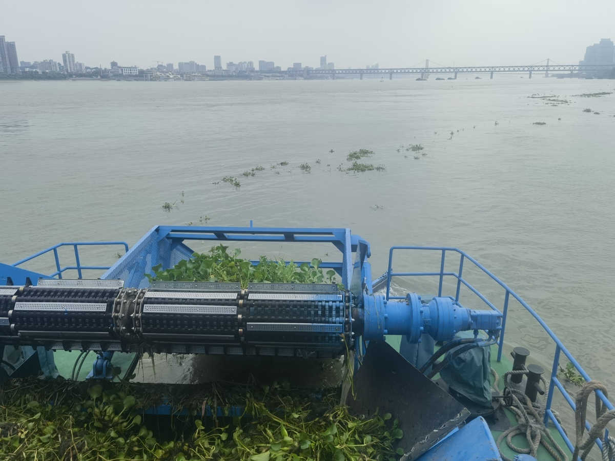 水域中心:水葫芦“排队”漂到江汉武汉段,水上环卫工人全力围剿4.jpg