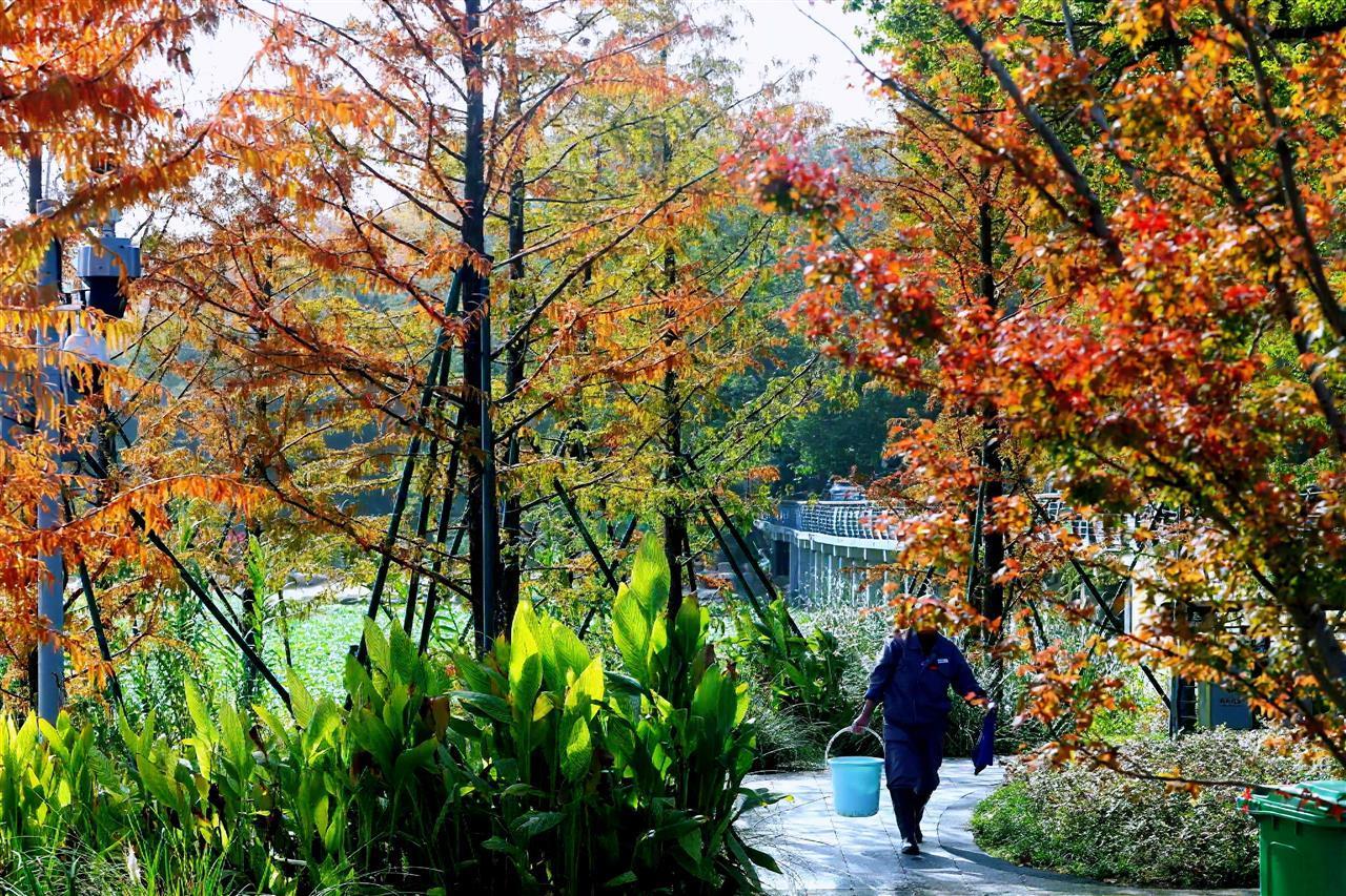 东湖南路满眼梧桐黄一路保洁忙5.jpg